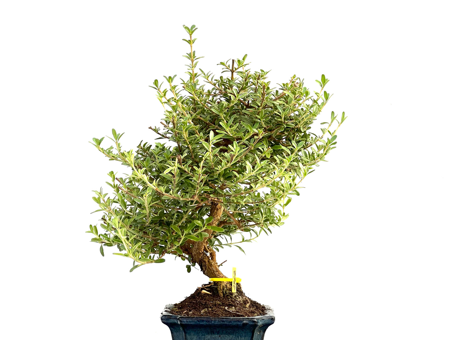 Coprosma 2762
