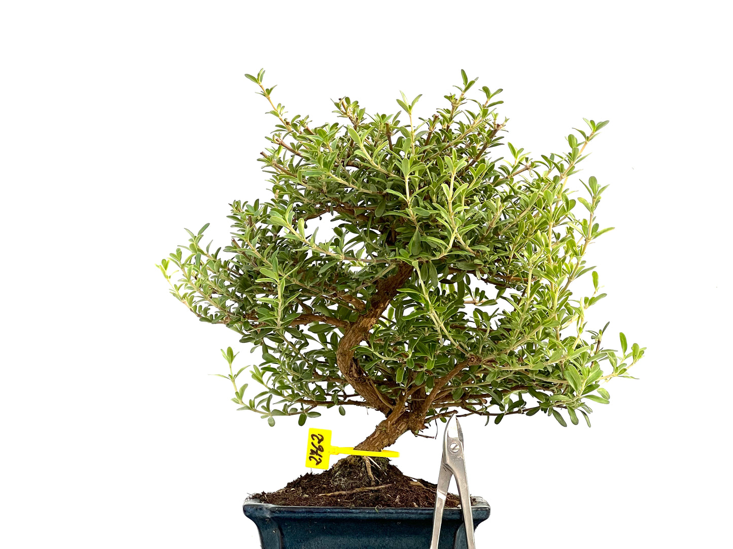 Coprosma 2762