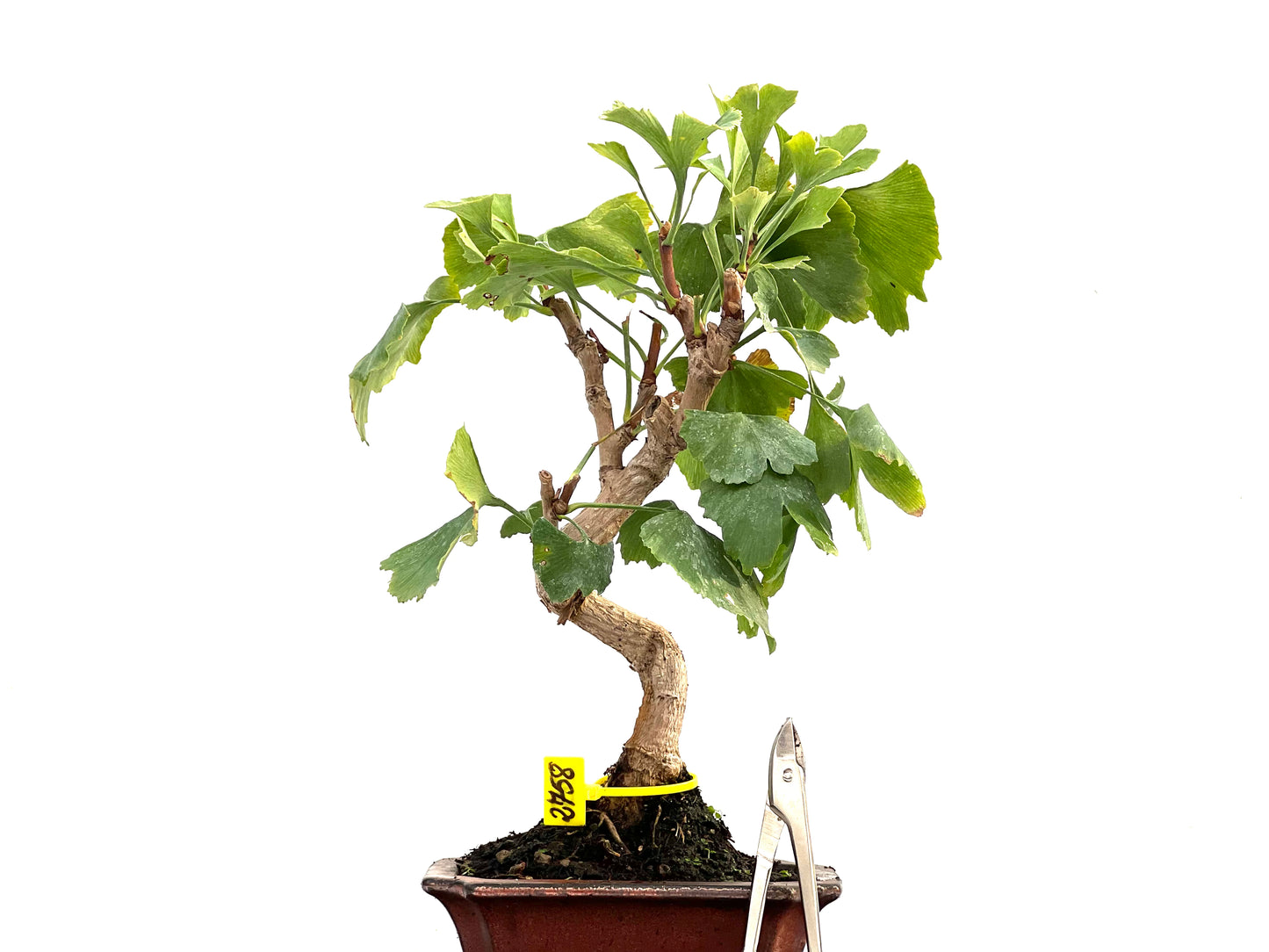 Ginkgo Biloba 2758