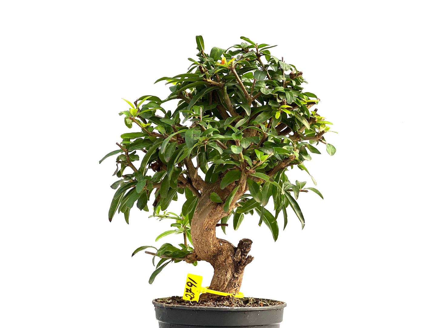 Punica Granatum Nejikan 2791