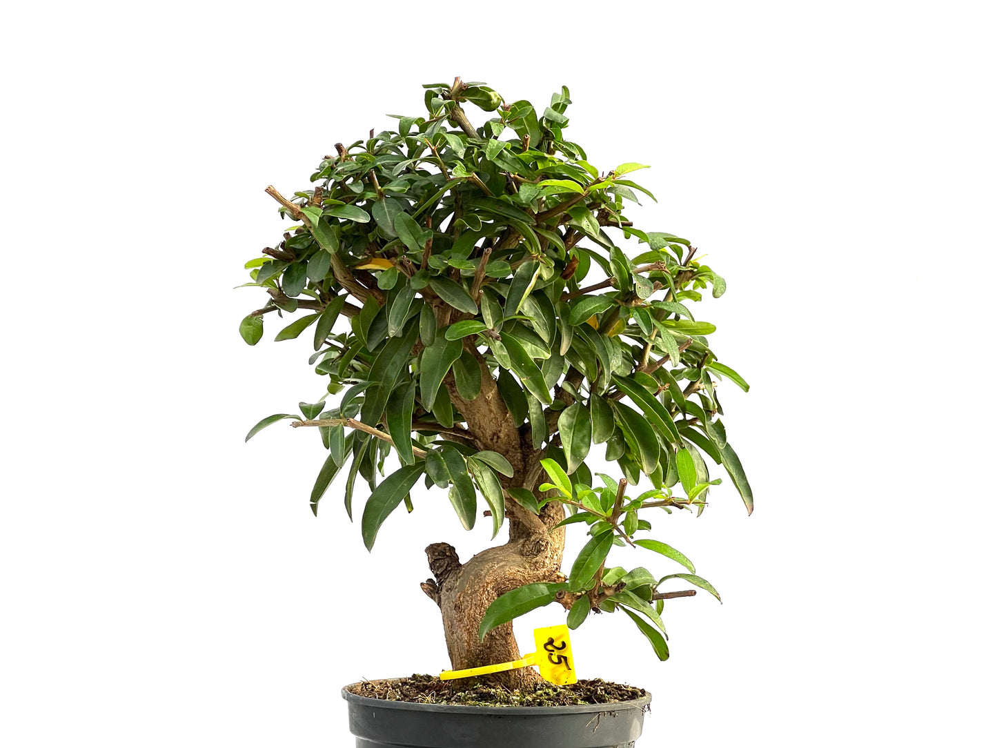 Punica Granatum Nejikan 2791