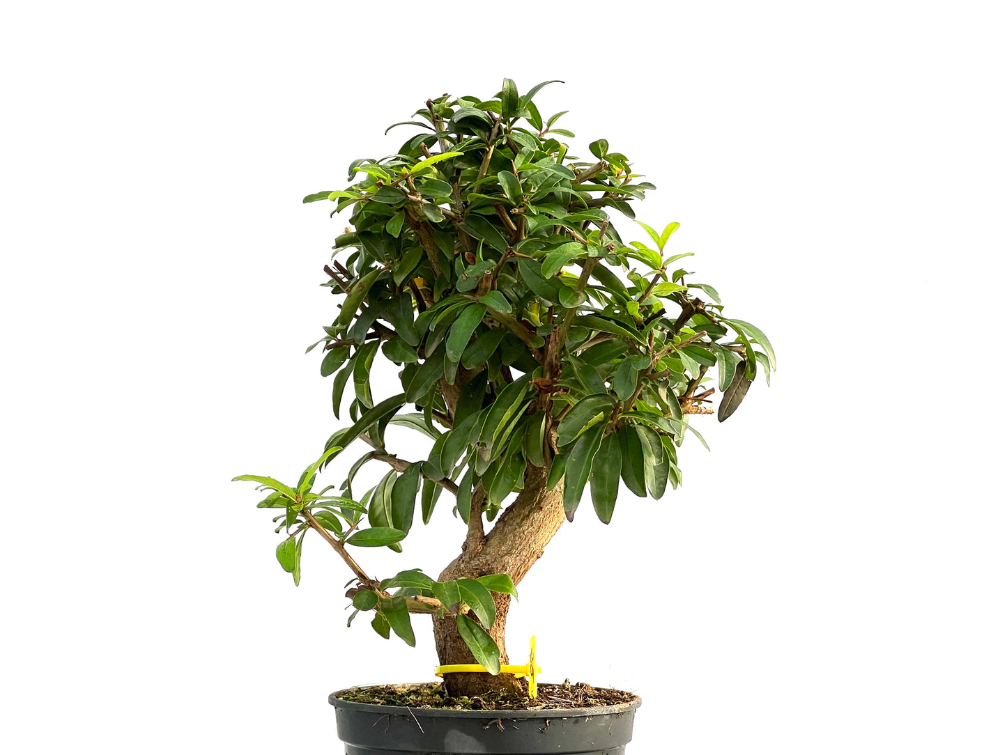 Punica Granatum Nejikan 2791