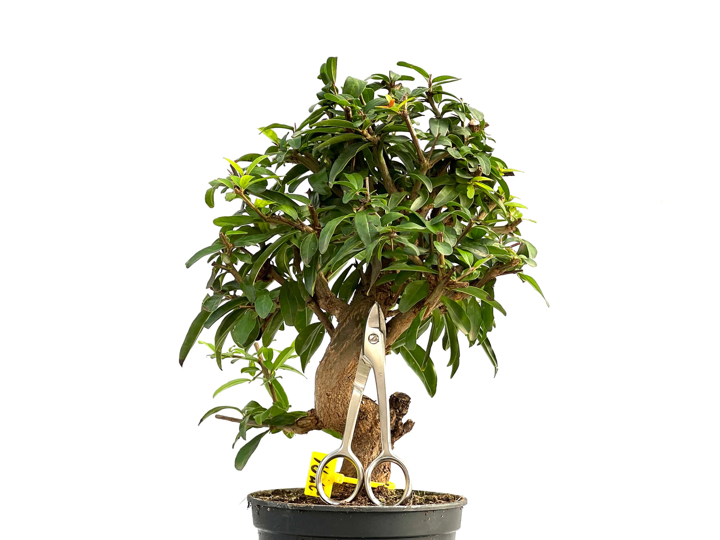 Punica Granatum Nejikan 2791