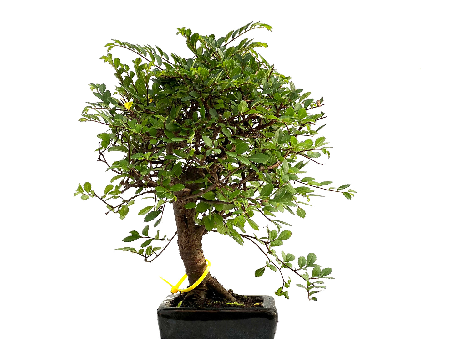 Ulmus Parvifolia 2764