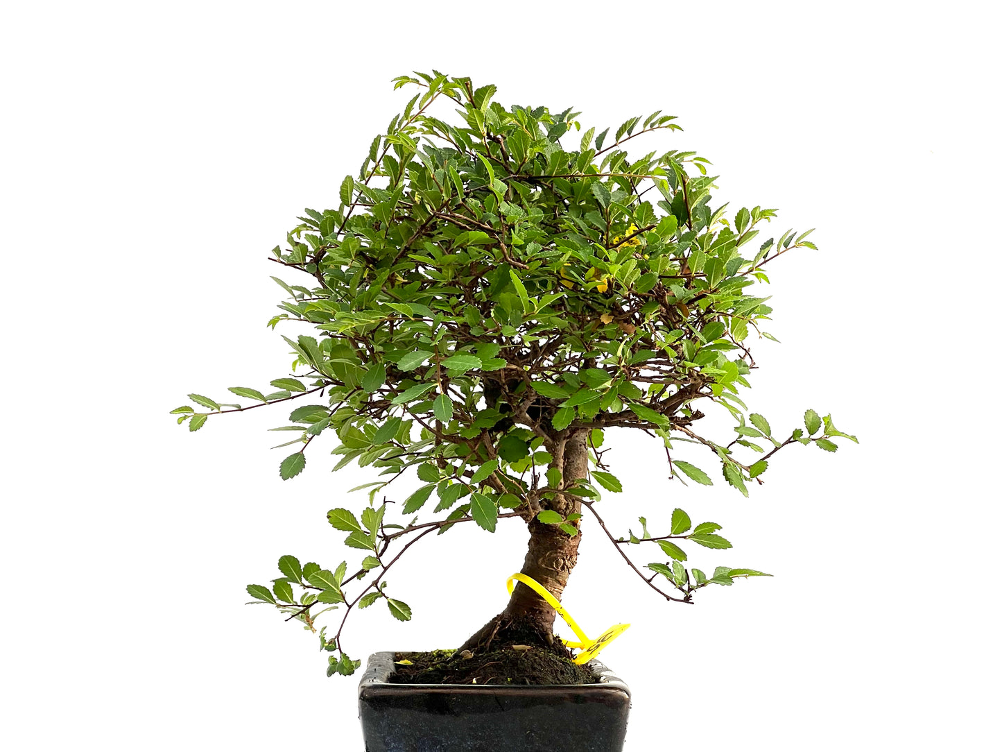 Ulmus Parvifolia 2764