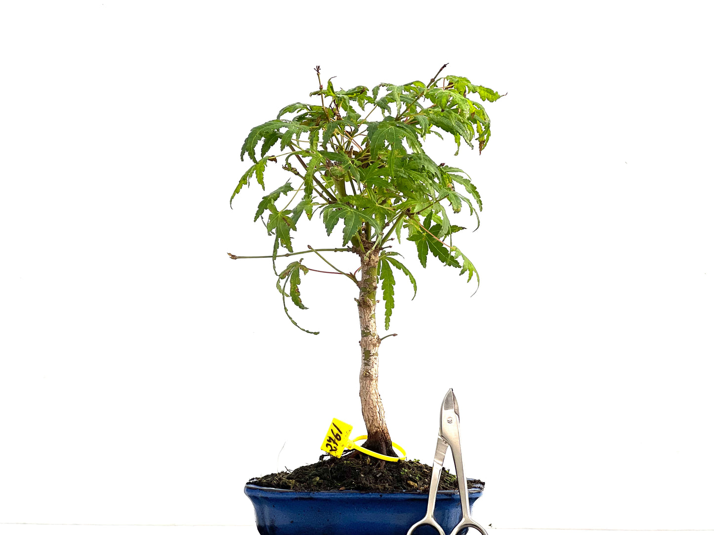 Acer Palmatum 2761