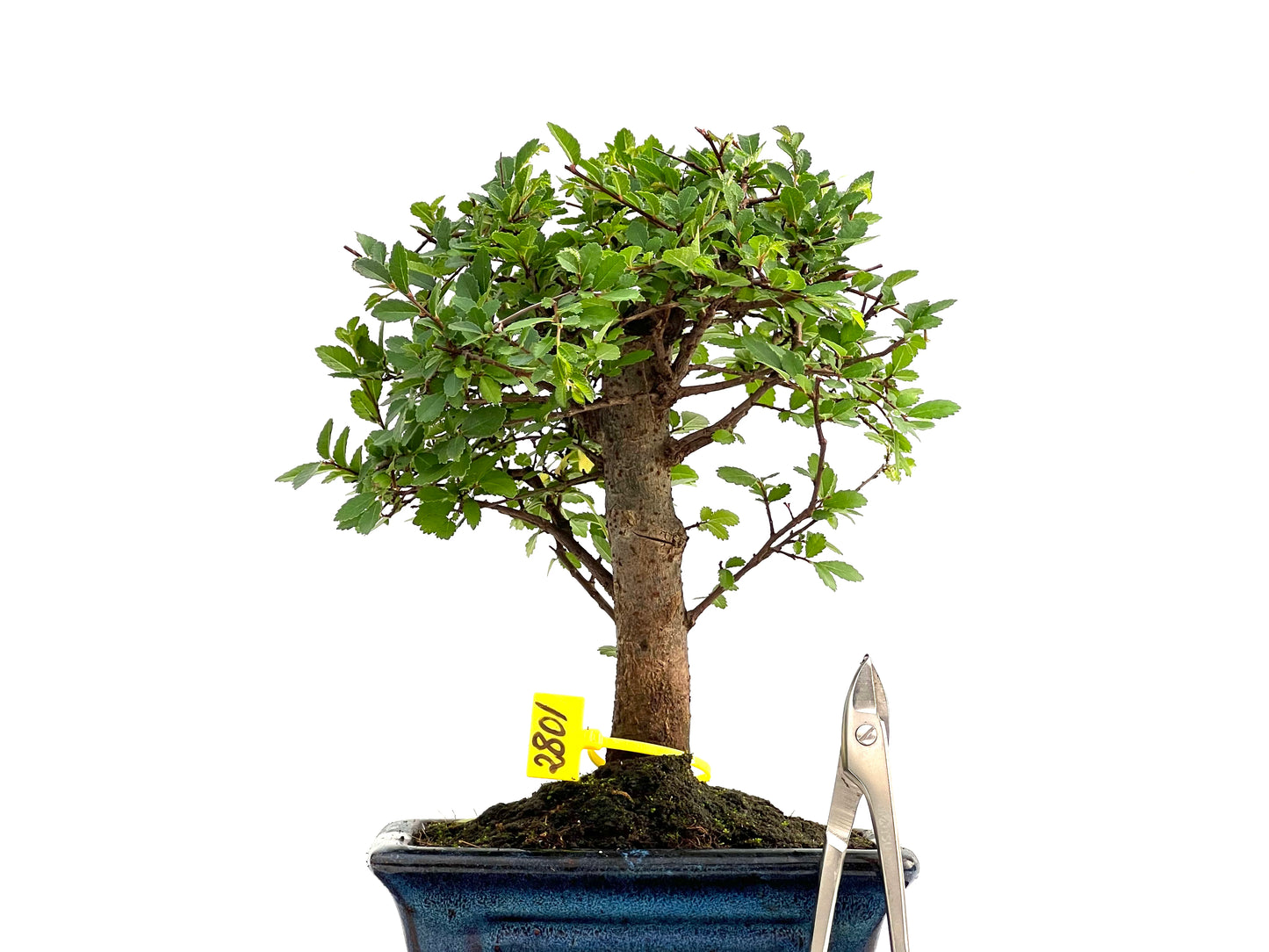 Ulmus Parvifolia 2801