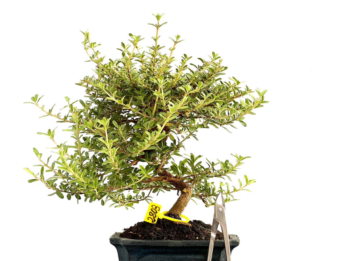 Coprosma 2803