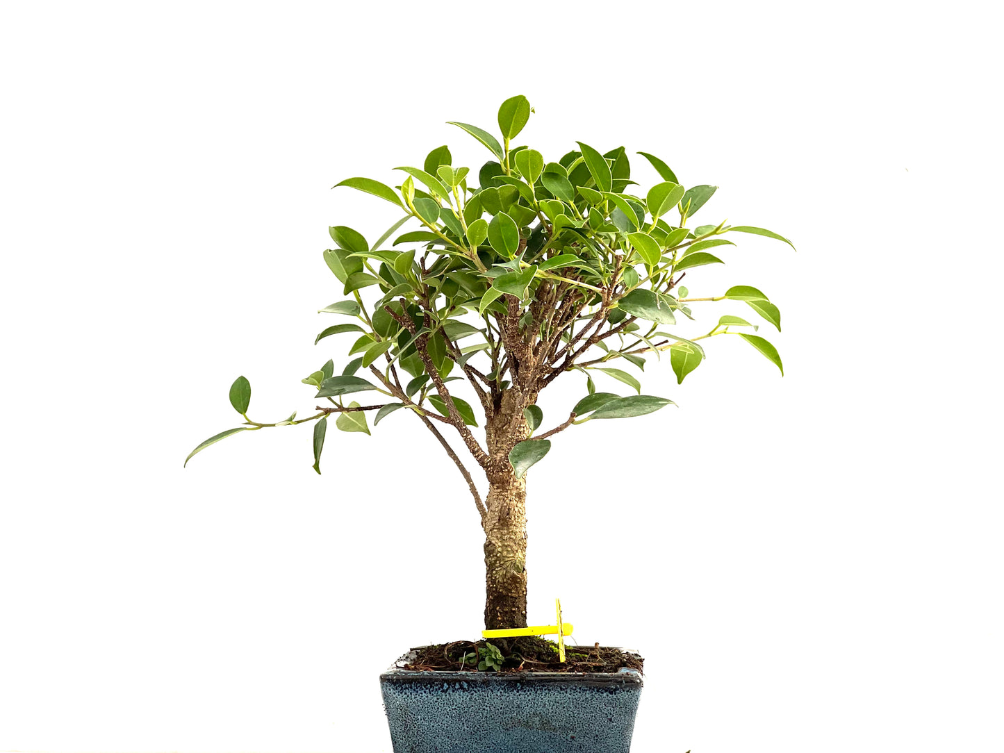 Ficus Tiger Bark 2788