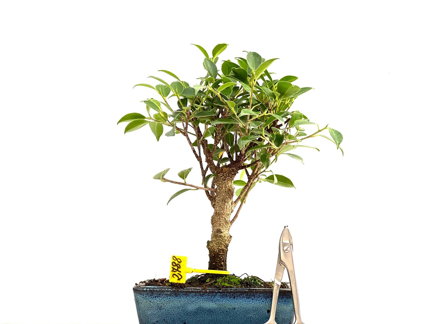 Ficus Tiger Bark 2788