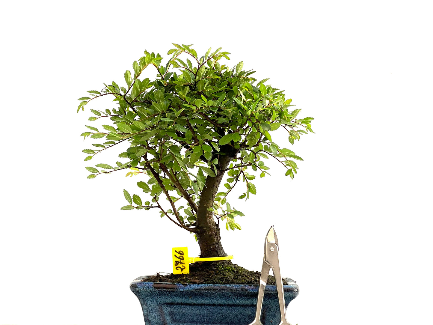 Ulmus Parvifolia 2766