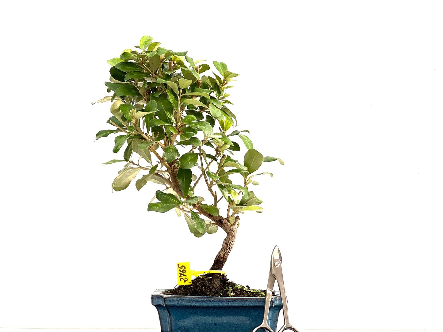 Eleagnus Pungens 2765