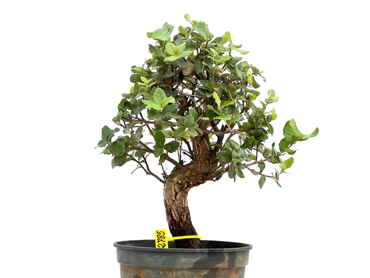 Quercus Suber 2785