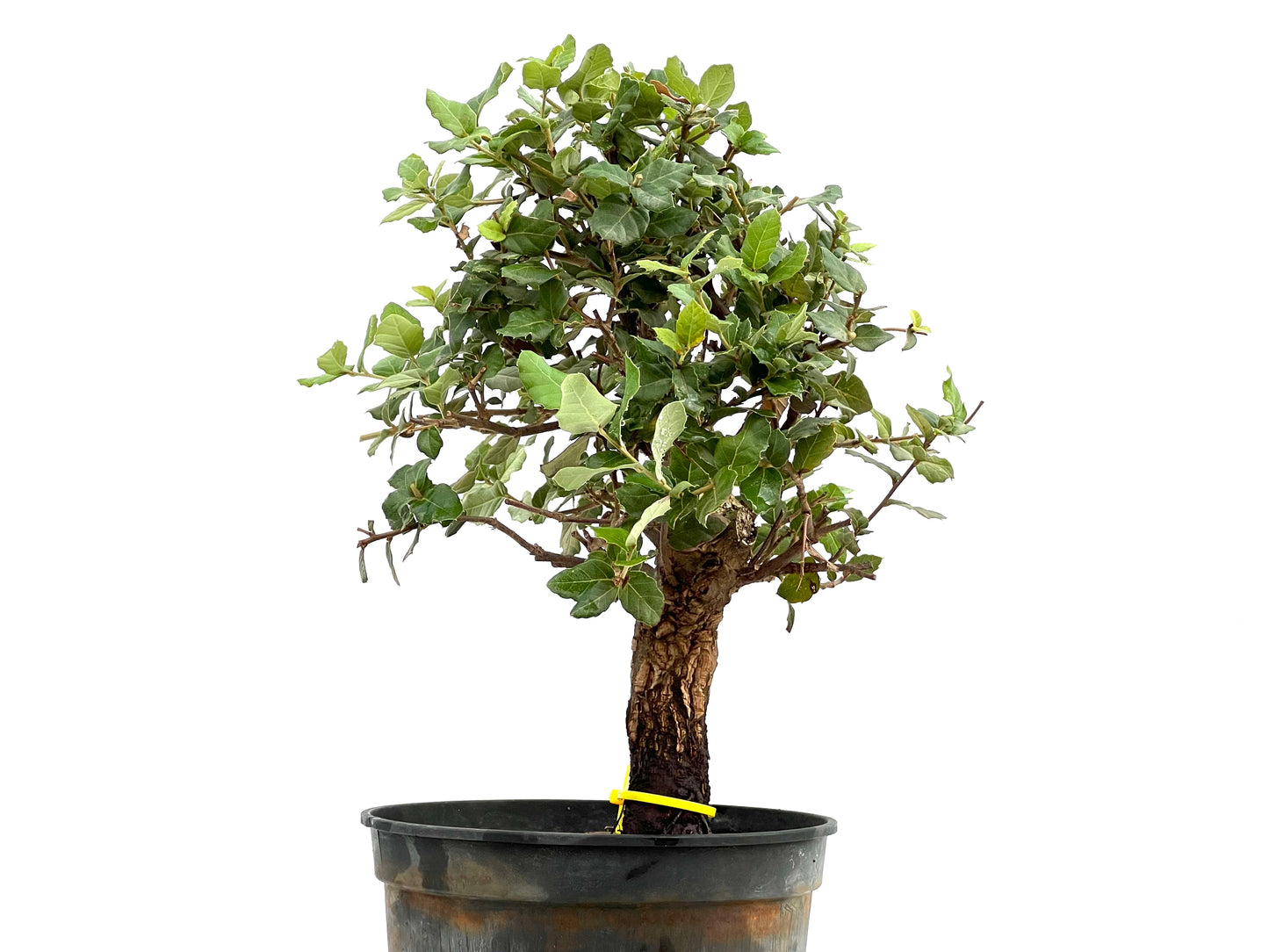 Quercus Suber 2785