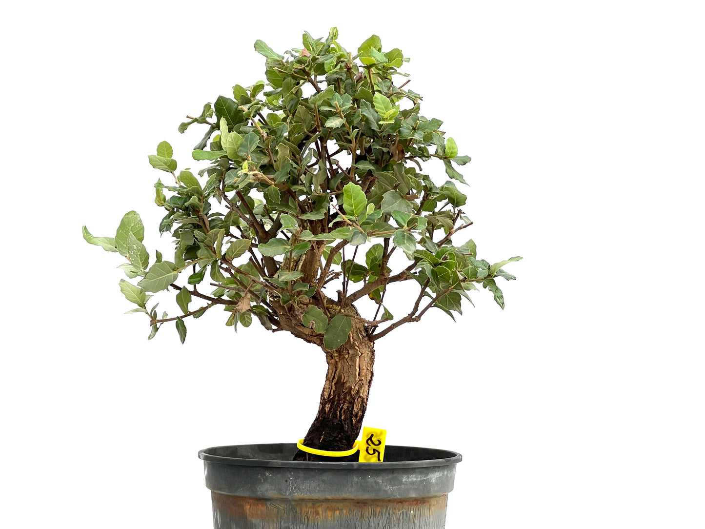 Quercus Suber 2785