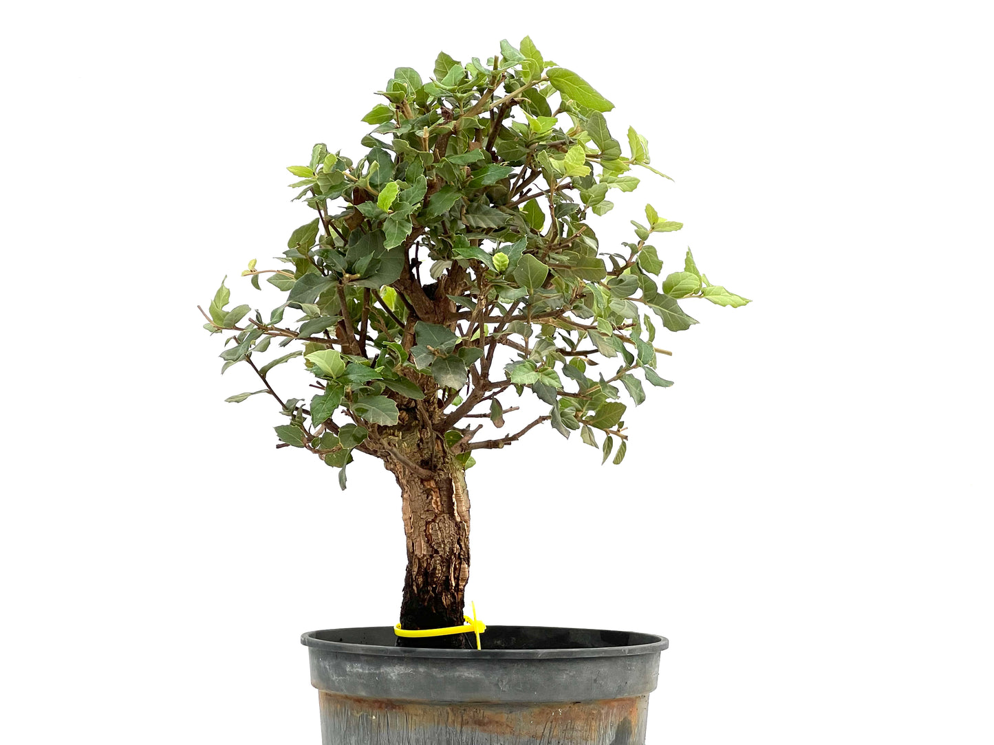 Quercus Suber 2785