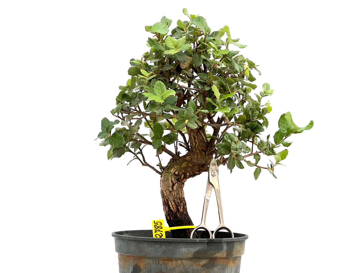 Quercus Suber 2785