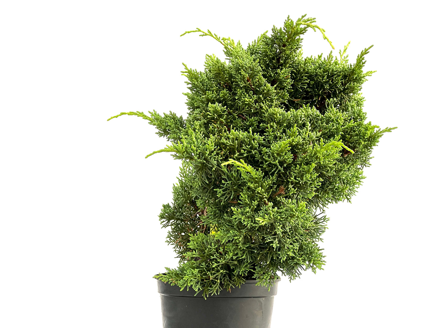 Juniperus Chinensis Kyshu 2782