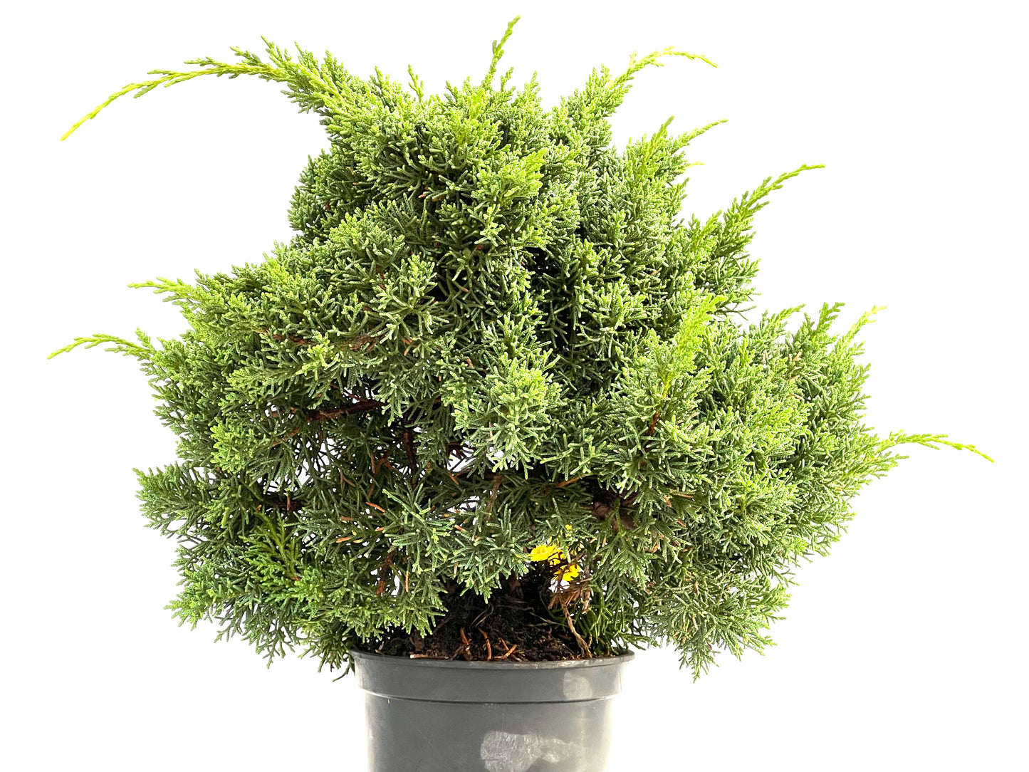 Juniperus Chinensis Kyshu 2782