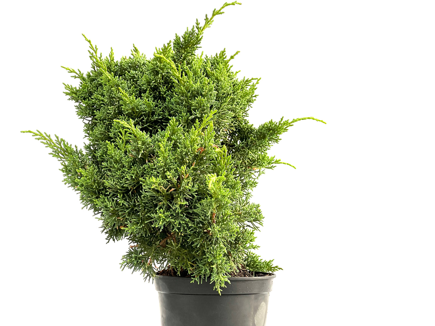 Juniperus Chinensis Kyshu 2782