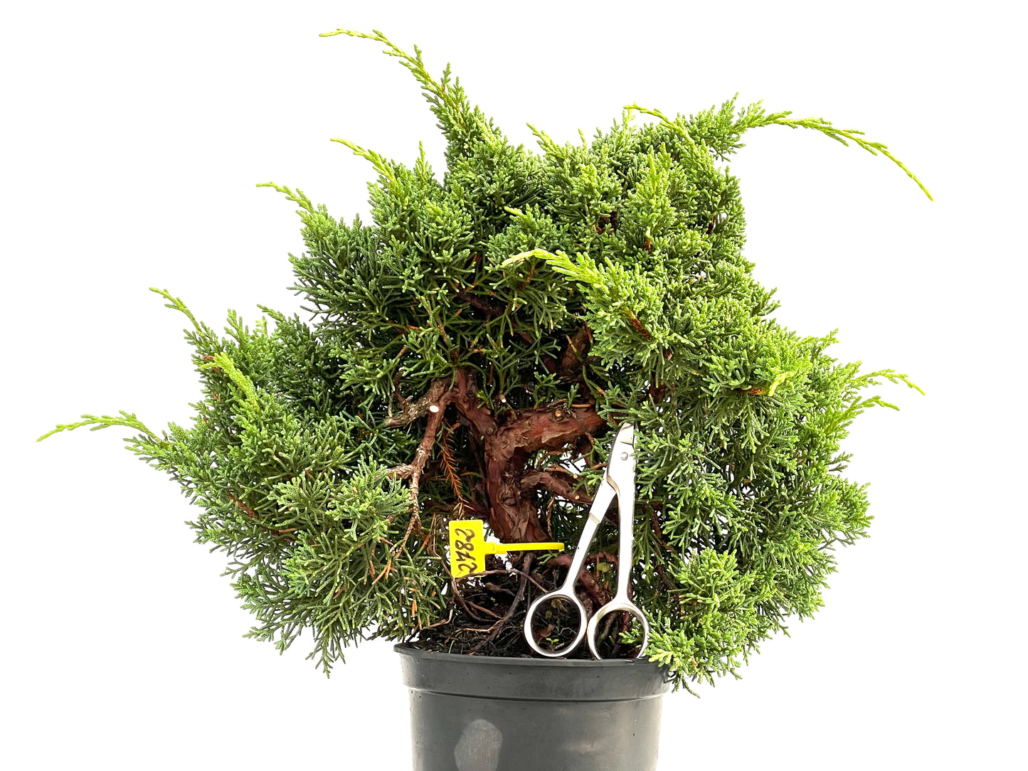 Juniperus Chinensis Kyshu 2782