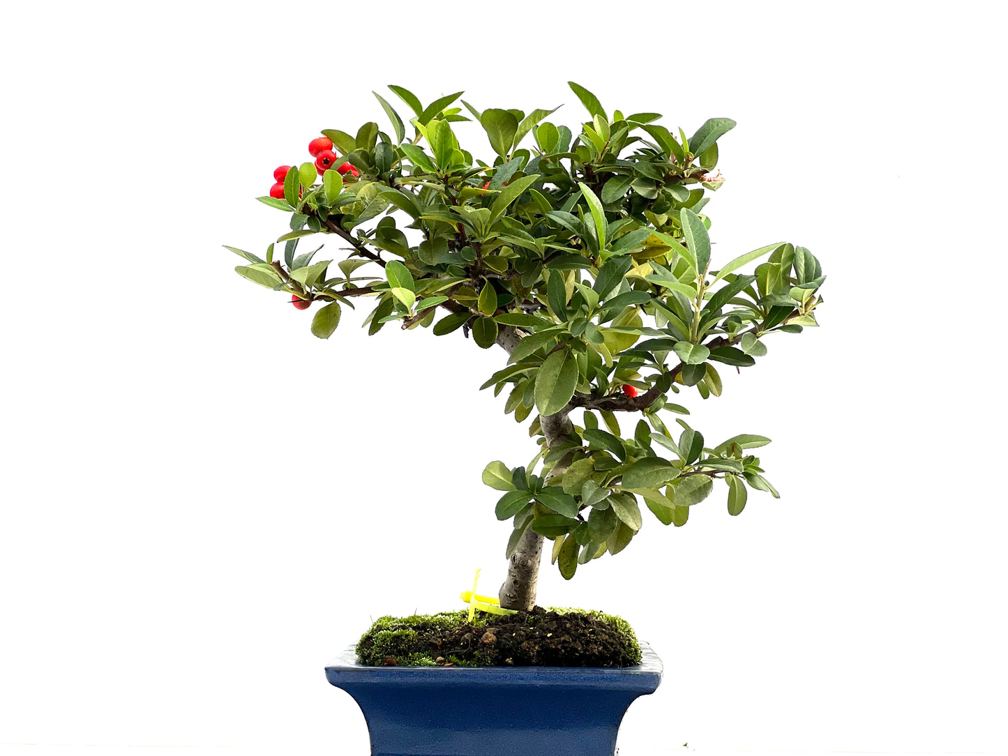 Pyracantha 1727