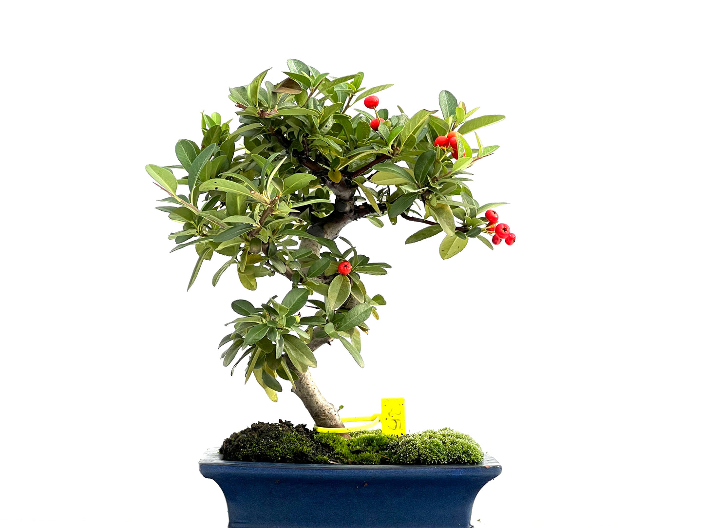 Pyracantha 1727