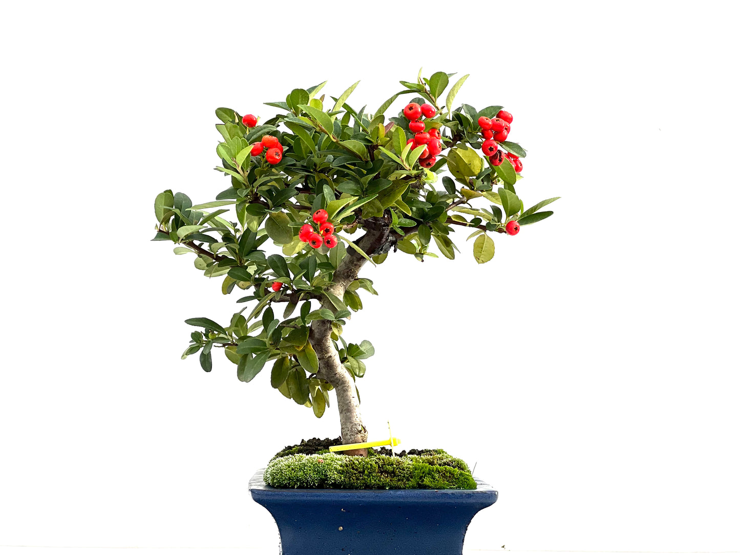 Pyracantha 1727