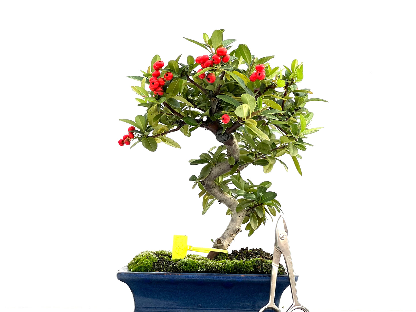 Pyracantha 1727