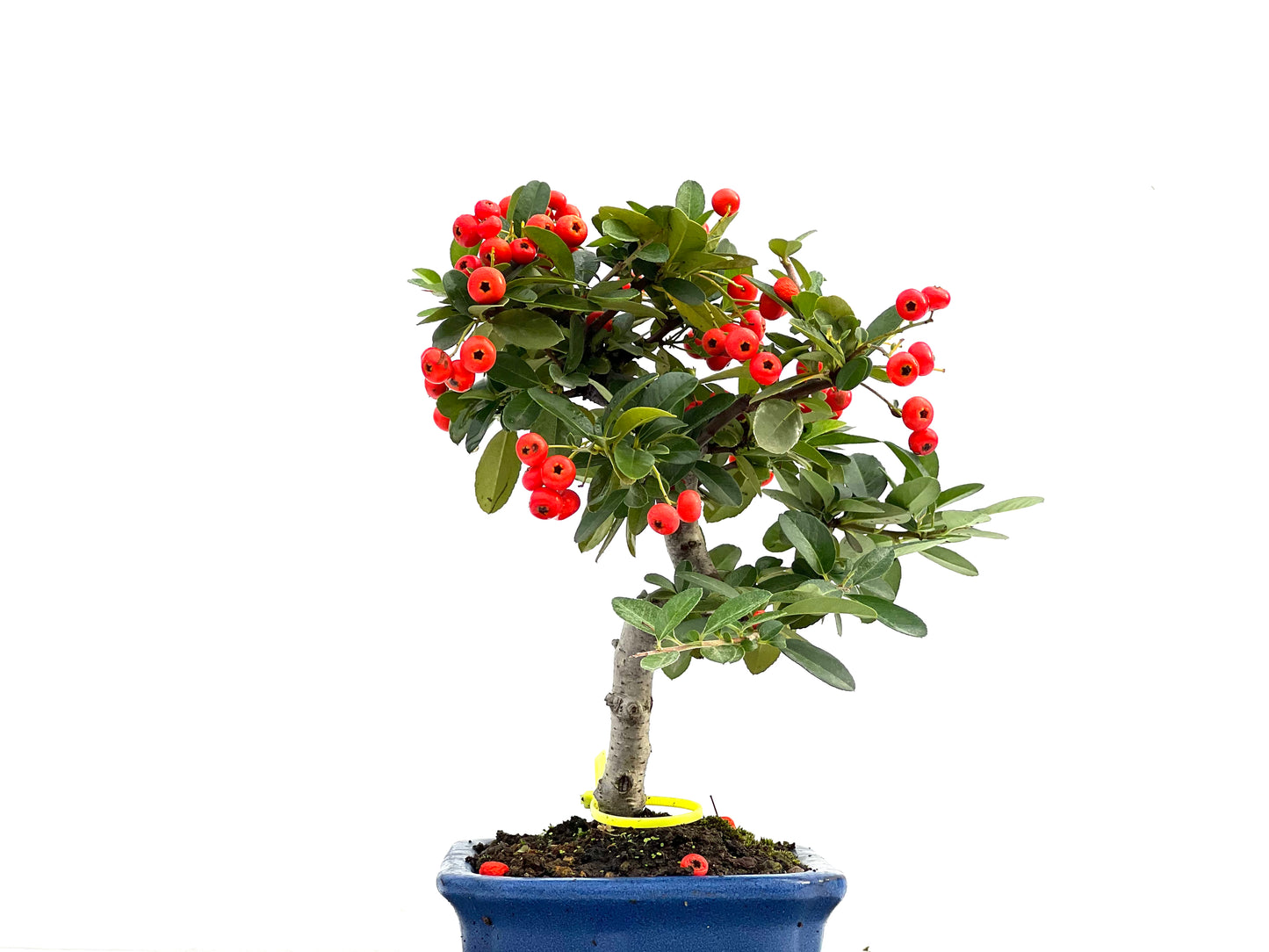 Pyracantha 1722