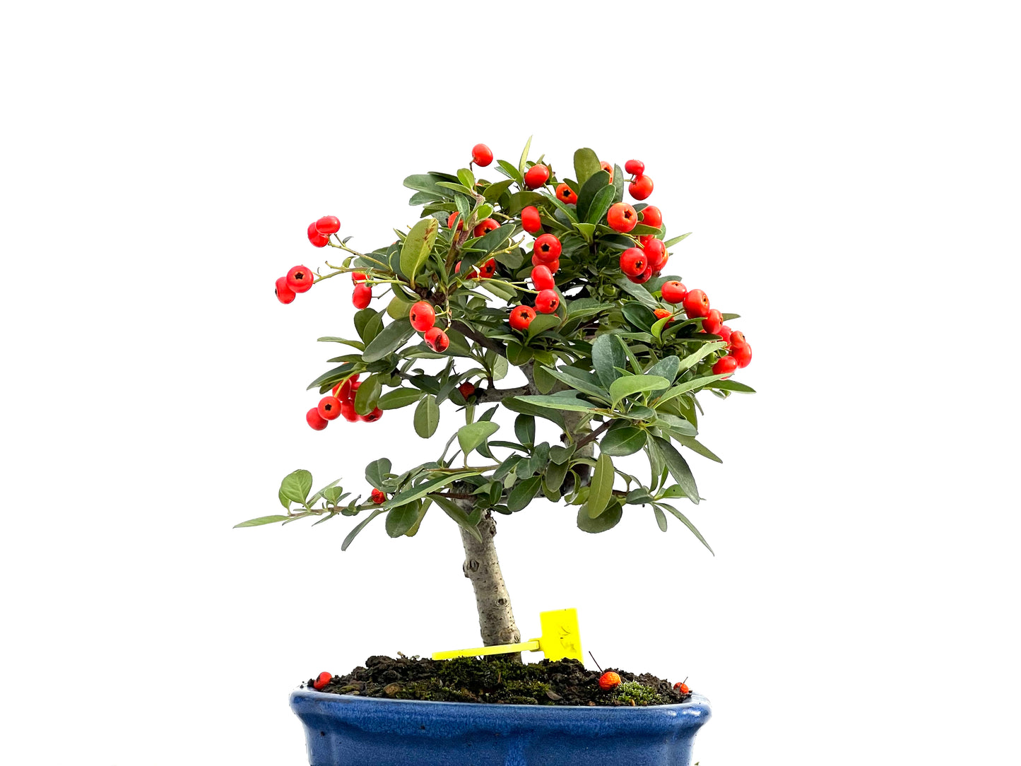 Pyracantha 1722