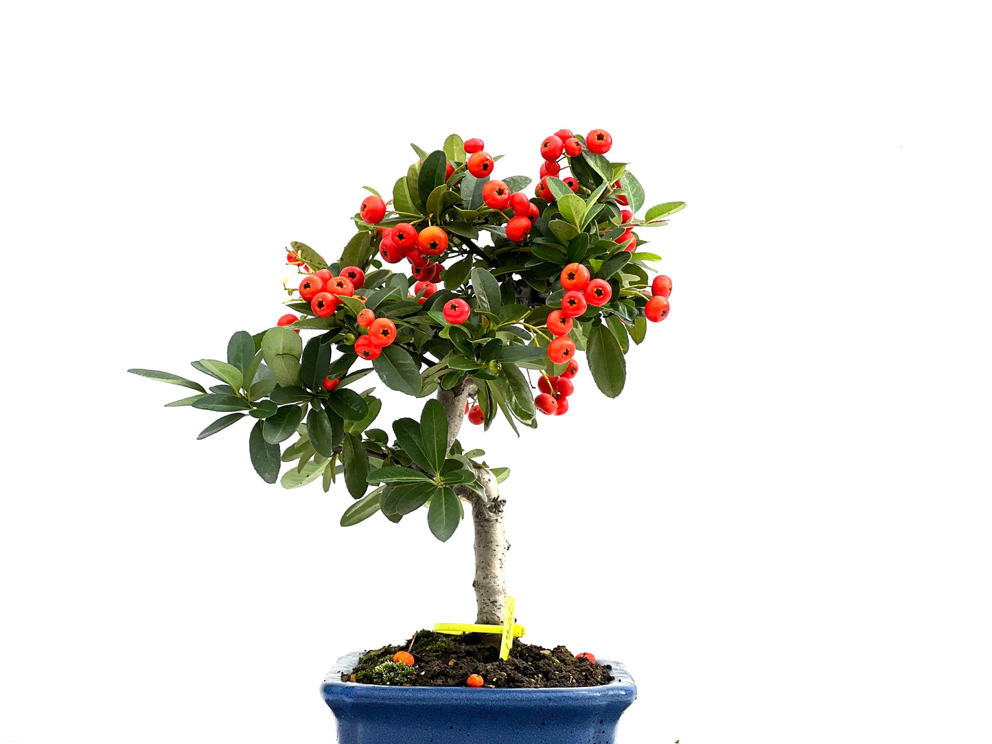 Pyracantha 1722