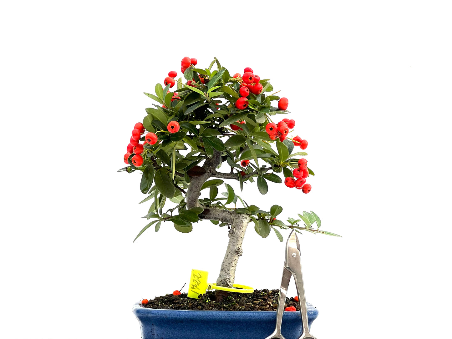 Pyracantha 1722