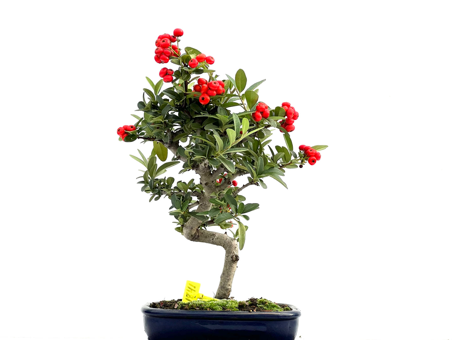 Pyracantha 1841