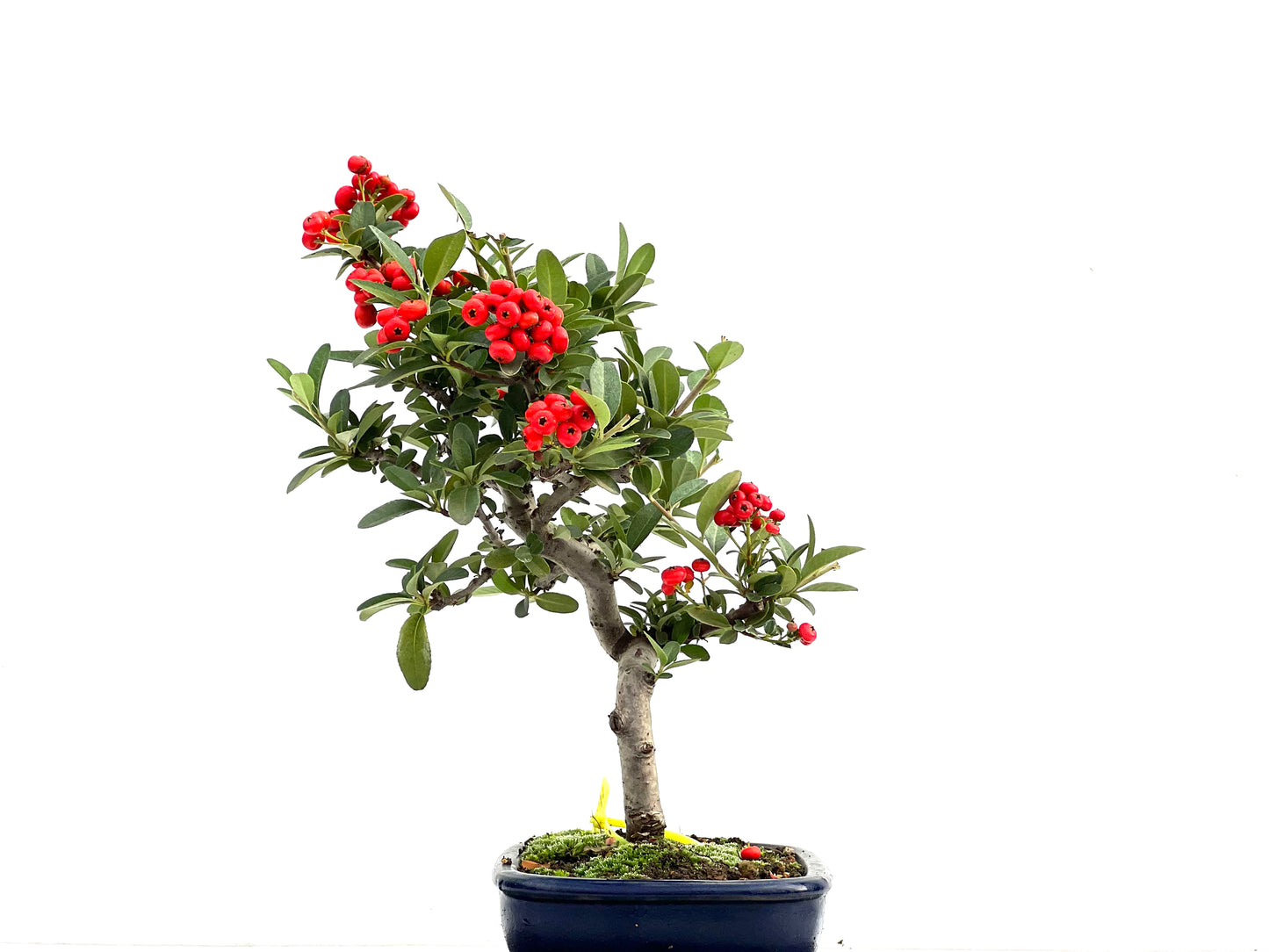 Pyracantha 1841