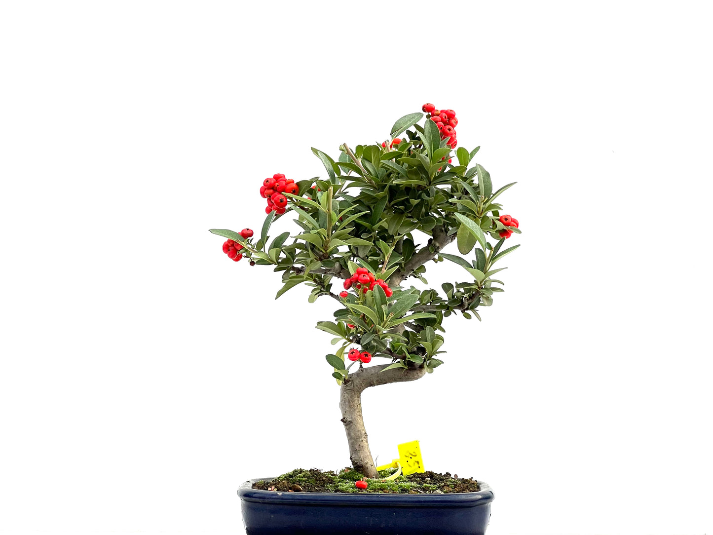 Pyracantha 1841