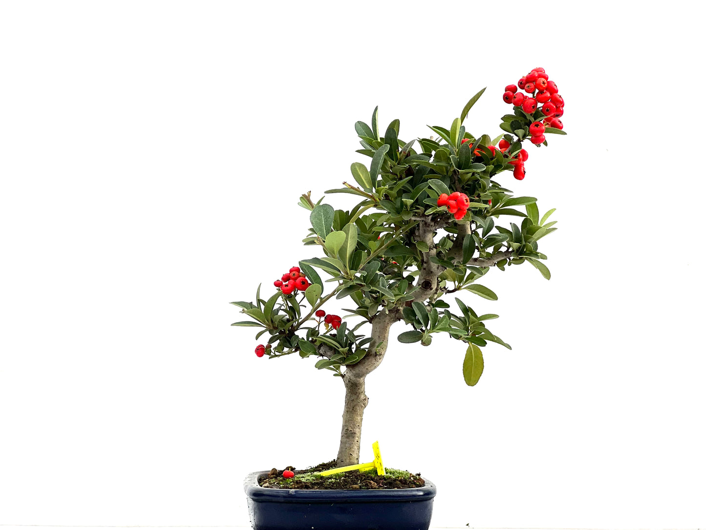 Pyracantha 1841