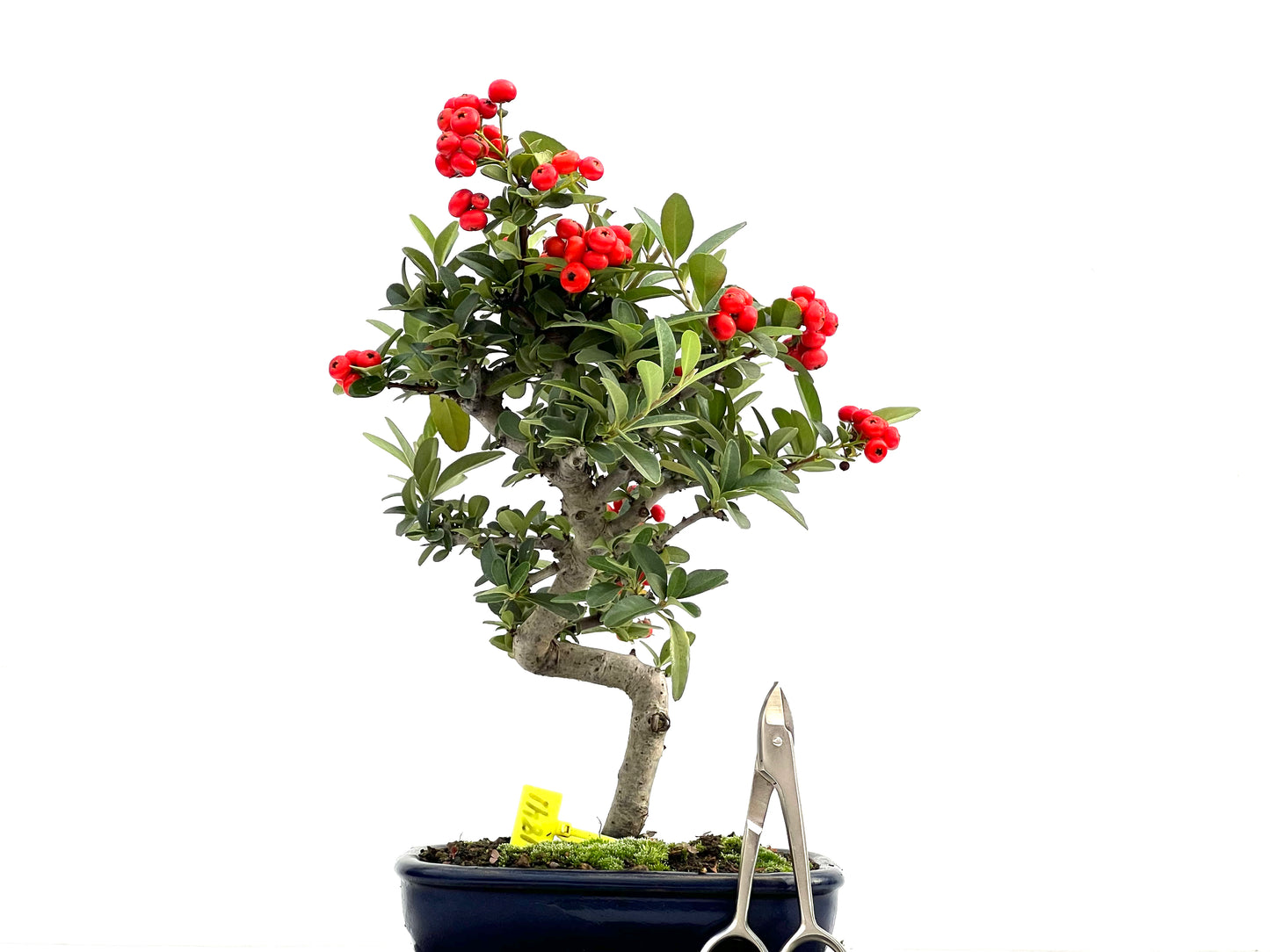 Pyracantha 1841