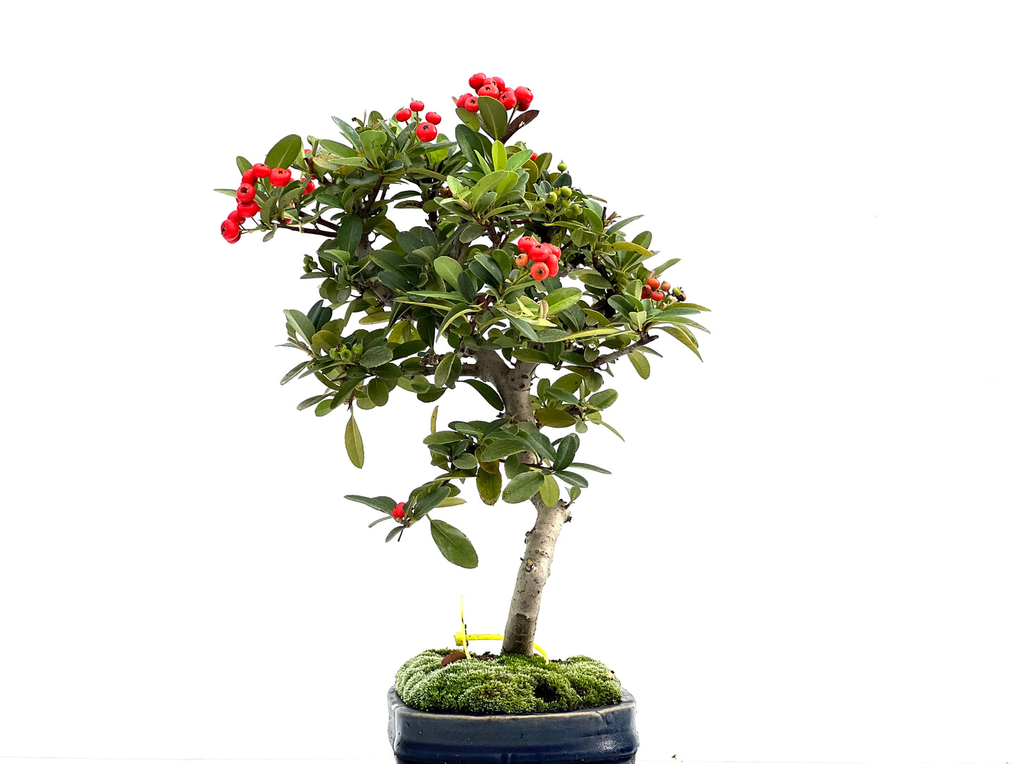 Pyracantha 1723