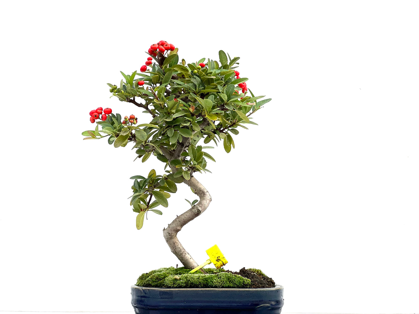 Pyracantha 1723