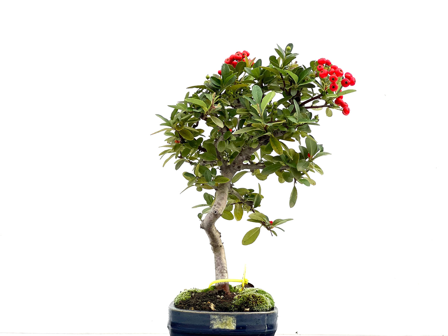 Pyracantha 1723