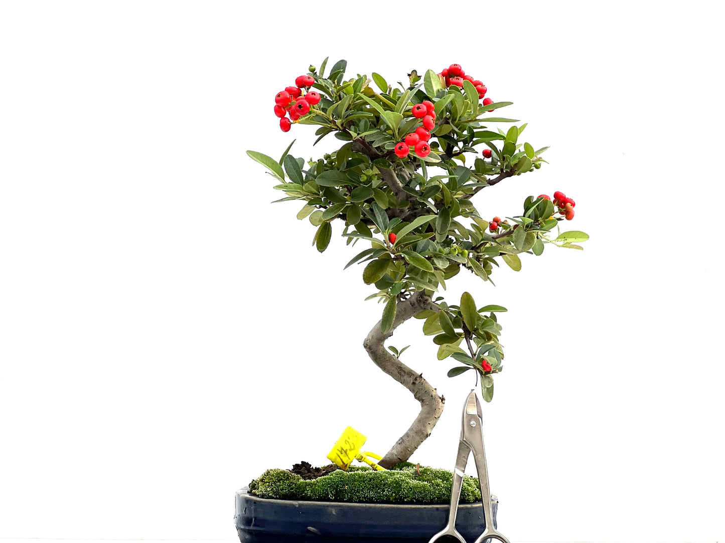 Pyracantha 1723