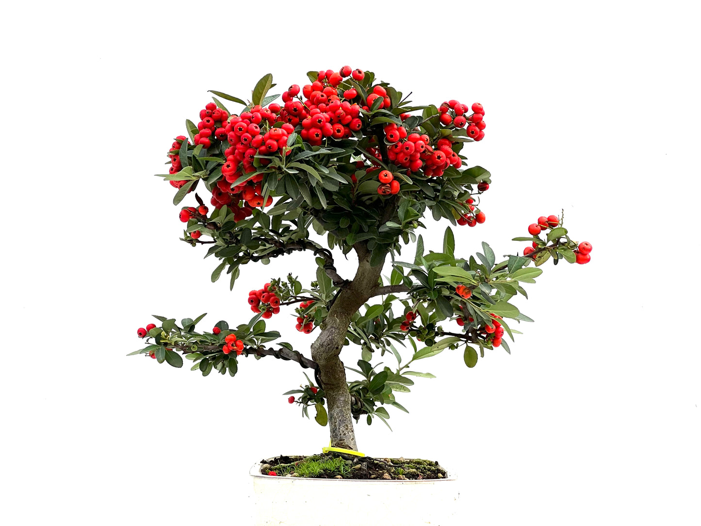 Pyracantha 1965