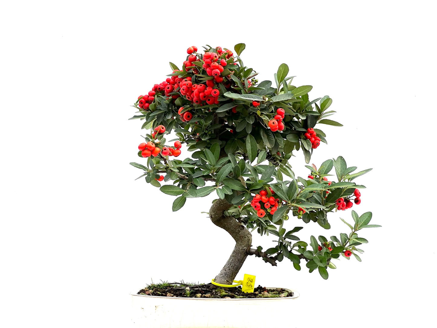 Pyracantha 1965