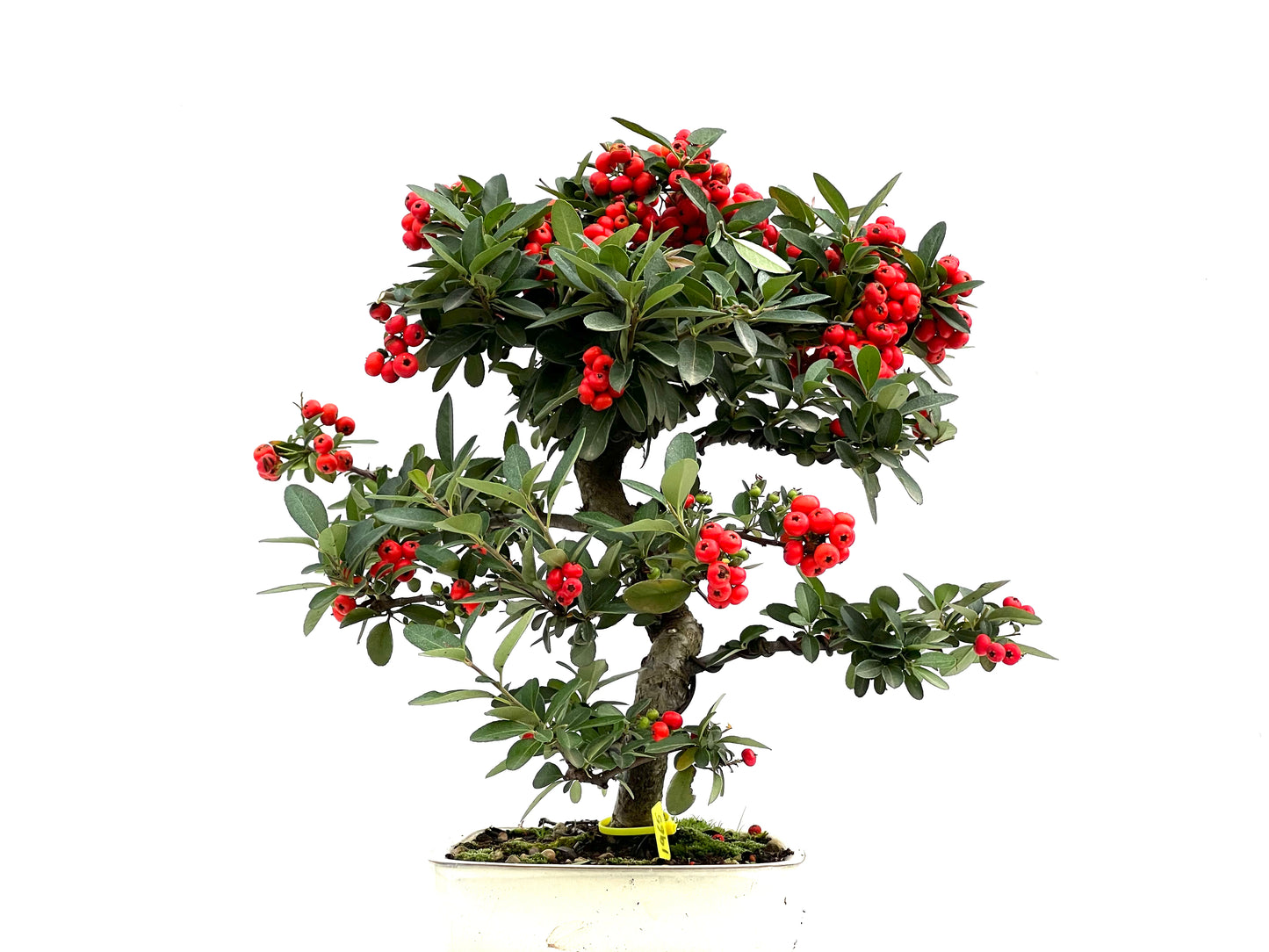 Pyracantha 1965