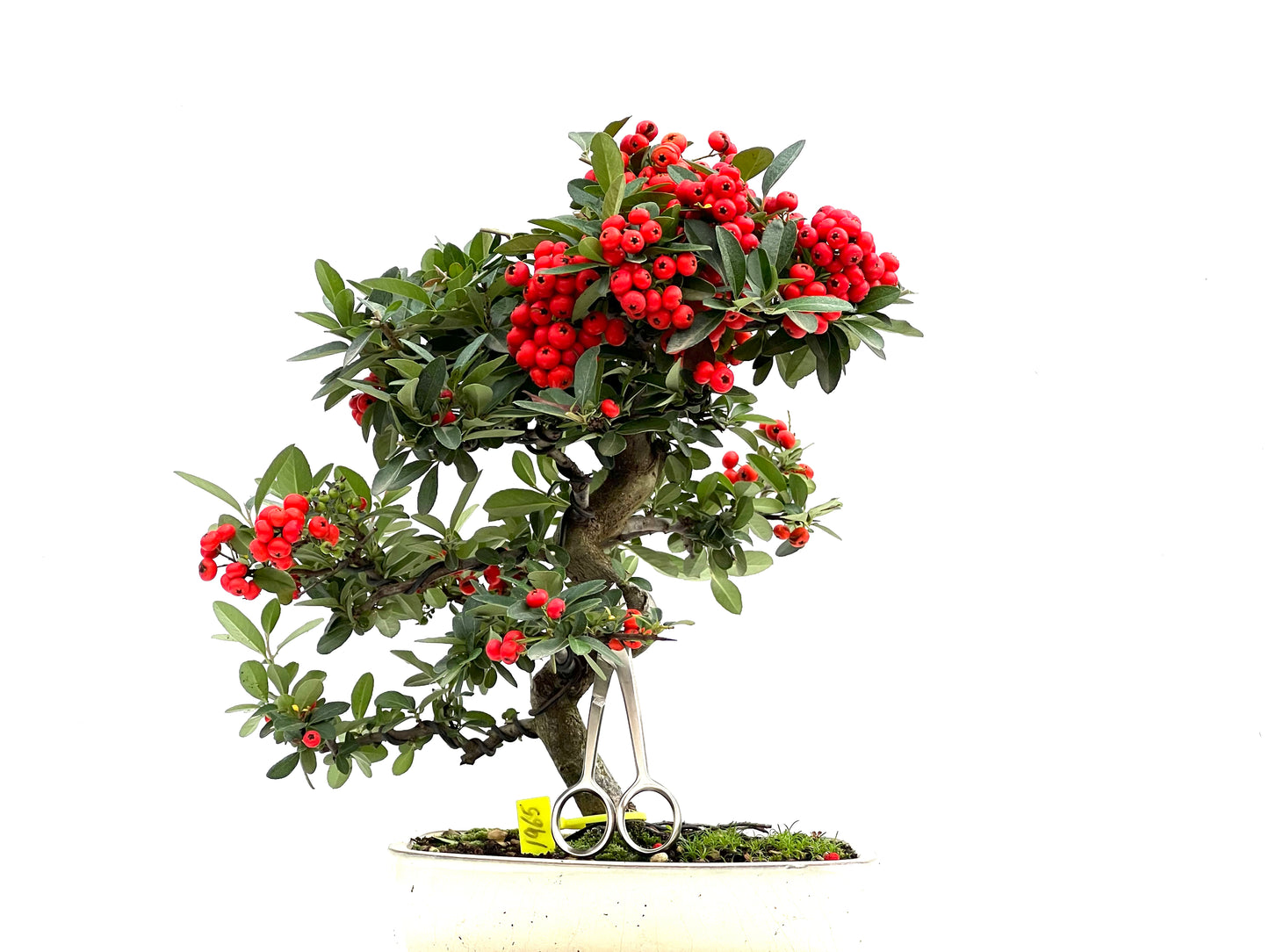 Pyracantha 1965