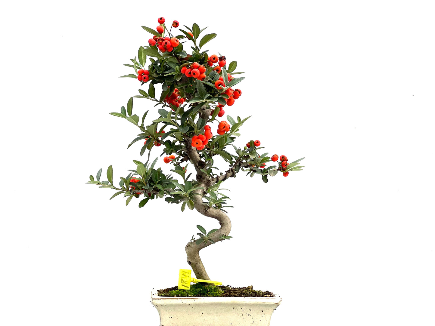 Pyracantha 1844