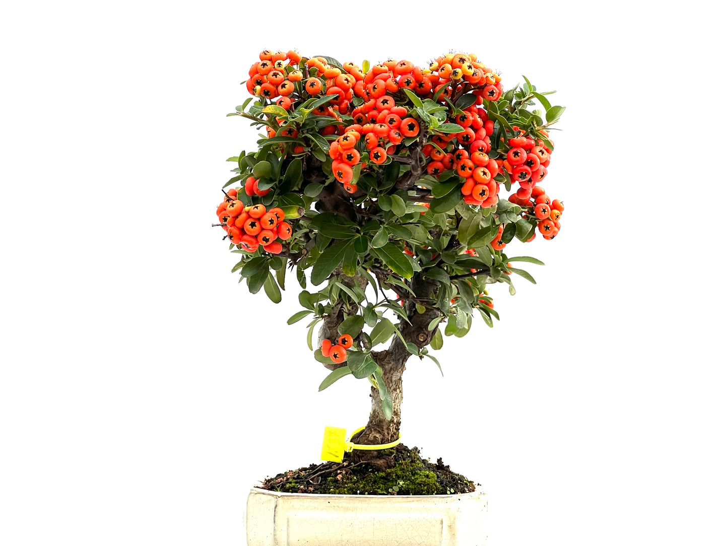 Pyracantha 1637