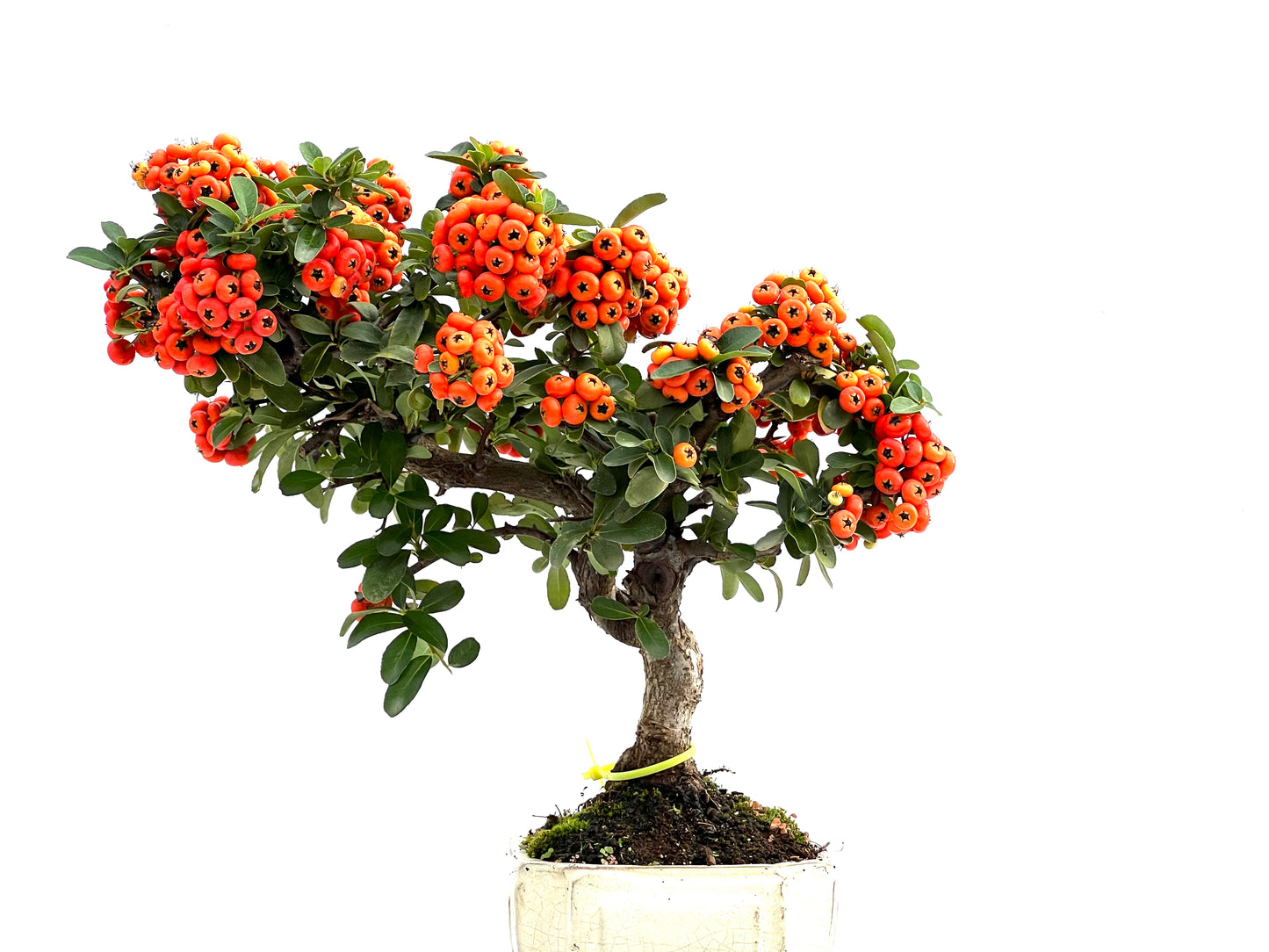 Pyracantha 1637