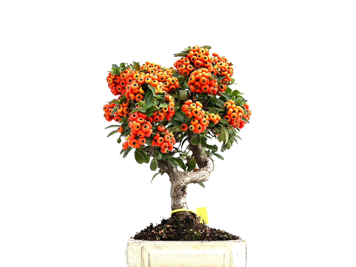 Pyracantha 1637